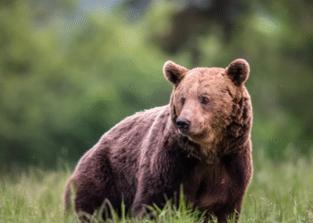 Japonya’da Ayı Saldırısı Dehşet!