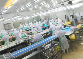 Japonya’da Kuş Gribi Alarmı: 460 BİN Tavuk İtlaf Edilecek!