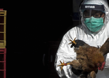 DSÖ’den Kuş Gribi Uyarısı!