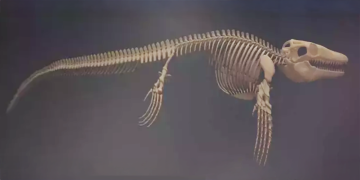 Asya’da Tek, Türkiye’de İlk!