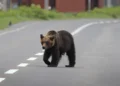 Manşet Japonya’da Ayıların Karıştığı Trafik Kazaları Rekor Kırdı!