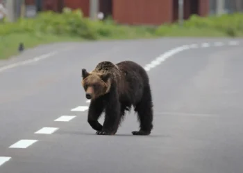 Manşet Japonya’da Ayıların Karıştığı Trafik Kazaları Rekor Kırdı!
