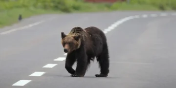Manşet Japonya’da Ayıların Karıştığı Trafik Kazaları Rekor Kırdı!