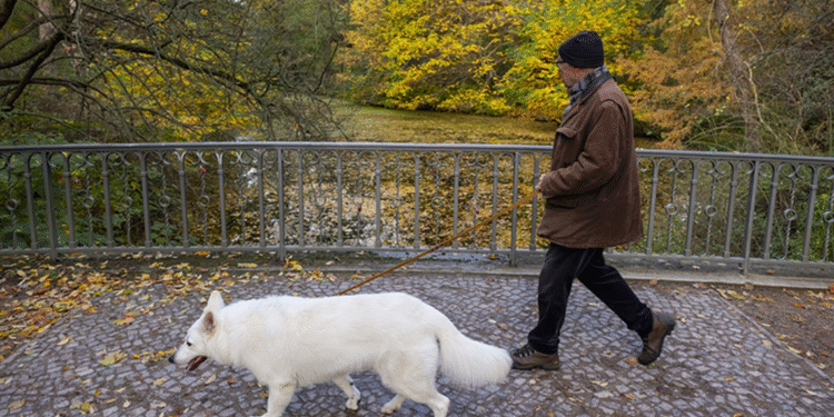 Almanya’da Köpek Bakım Masrafları Zirvede!