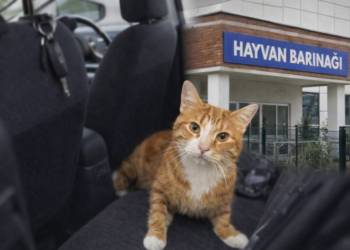 Uber’de Unutulan Kedi Barınağa Teslim Edildi