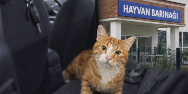 Uber’de Unutulan Kedi Barınağa Teslim Edildi