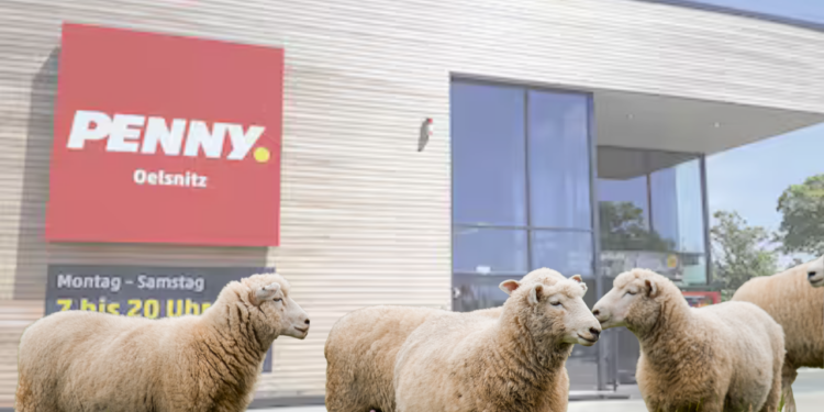 Almanya’da Koyun Sürüsü Marketi Bastı